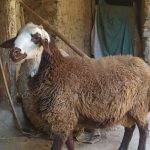 گوسفند زنده. ارسال به تمام نقاط تهران