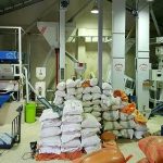 عاملیت پخش و فروش برنج های شمال – تالش