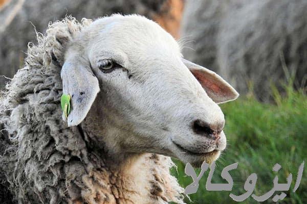 ارسال گوسفند زنده و بره وخروس باقصاب درب منزل